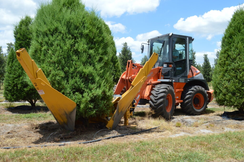 The ZW80 is fitted with a custom book to operate a tree spade for digging up and loading mature trees